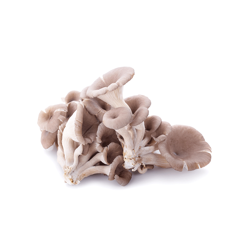 Pleurotes