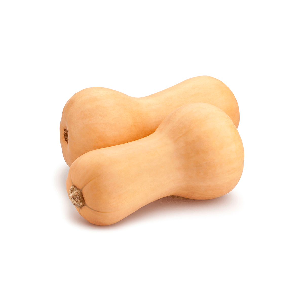 1 Butternut